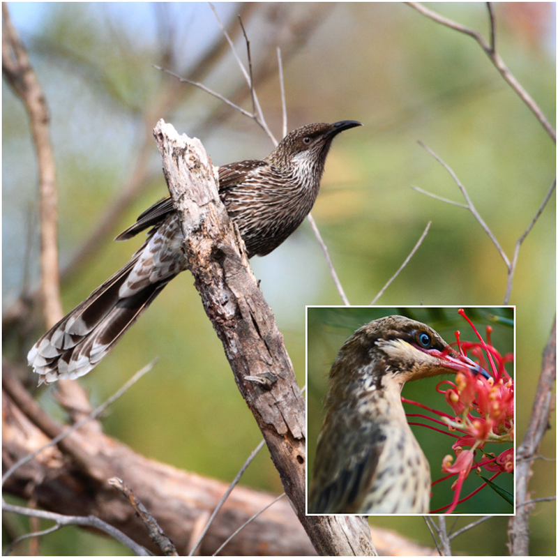 8 Gardenfriendly Australian Birds Hoselink